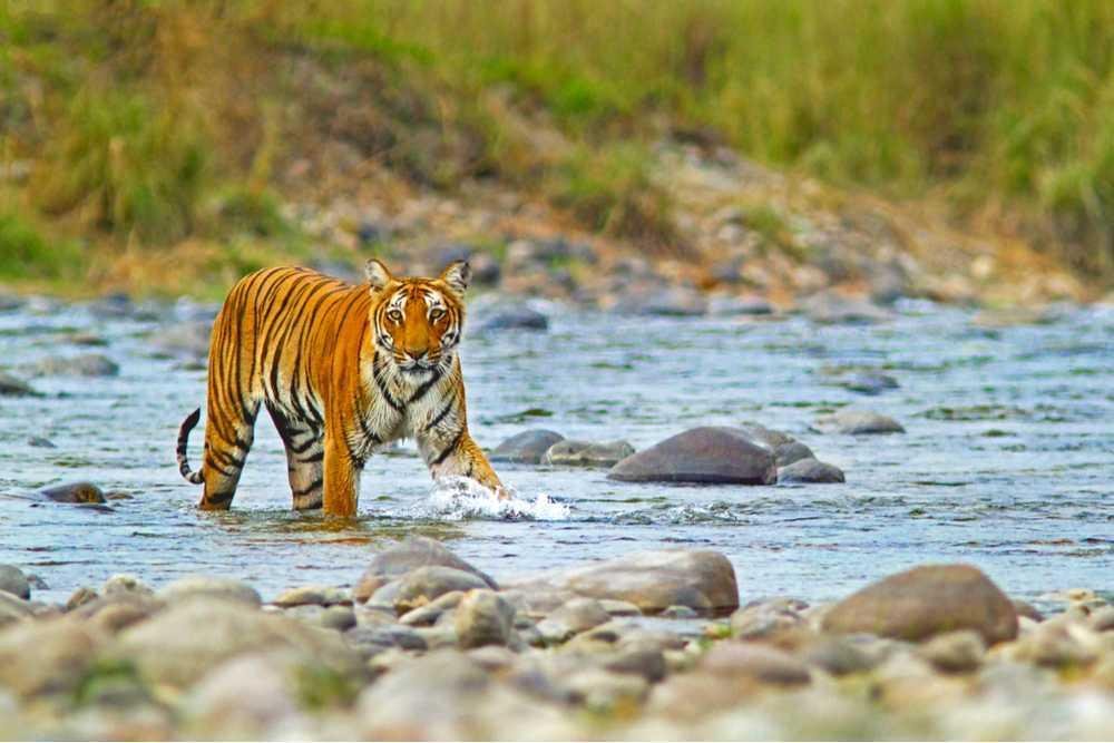 Forest-facing Resort in Jim Corbett National Park