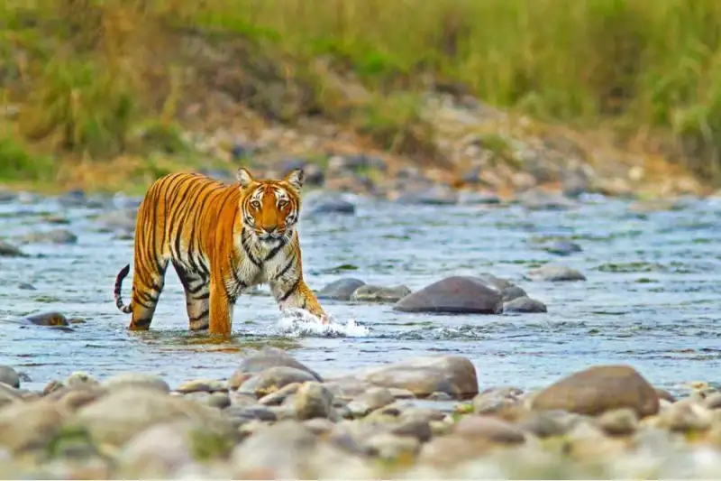 Jim Corbett National Park, Ramnagar